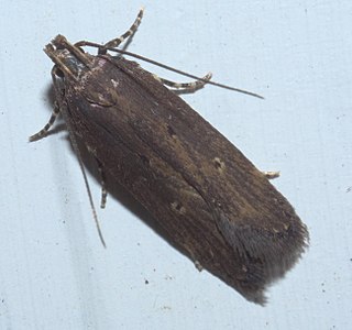 <i>Chionodes discoocellella</i> Species of moth