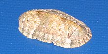 Chiton.jpg