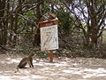 Grüne Meerkatzen Green Monkey