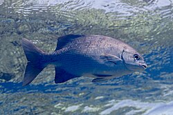 Chopa grisácea (Kyphosus cinerascens), mar Rojo, Egipto, 2023-04-15, DD 127.jpg