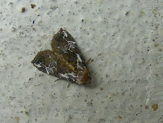 <i>Chorsia</i> Genus of moths