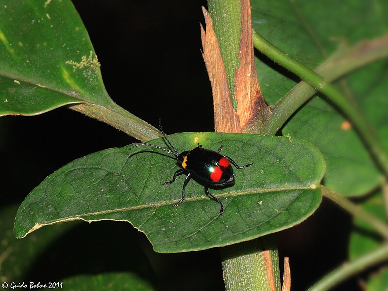 File:Chrysomelidae from a Papuan montain rainforest (5433069046).jpg