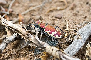 Tiger beetle