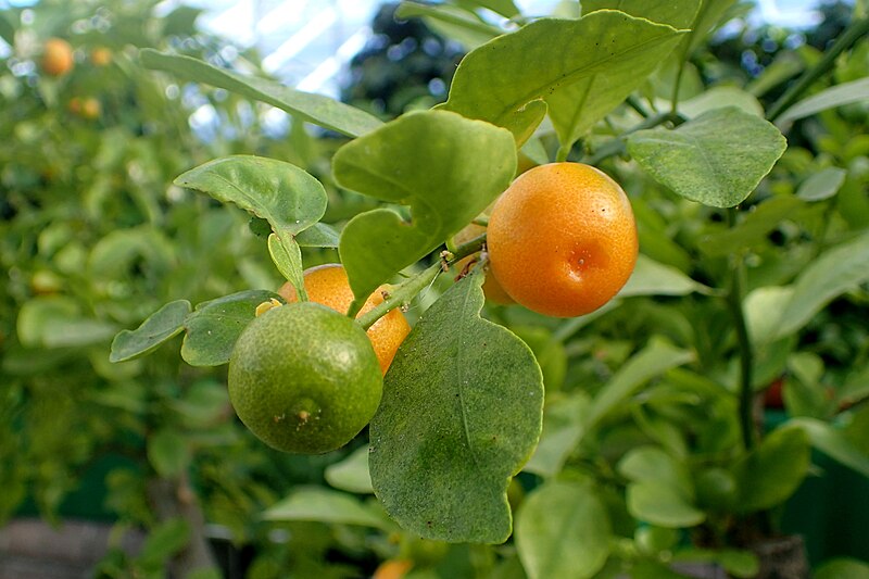 File:Citrus × microcarpa kz1.jpg