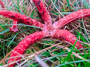 Clathrus Archeri in the Carpathians.jpg