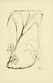 Cleisocentron merrillianum (as syn. Sarcanthus merrillianus) plate 97 in vol. VI: Oakes Ames (1874–1950) Orchidaceae: Illustrations and studies Boston (1920)