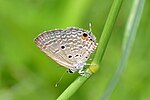 Thumbnail for File:Close wing position of Chilades pandava (Horsfield, (1829)) – Plains Cupid DSC 5782.jpg