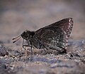 * Nomination: Aeromachus kali (de Nicéville, 1885) - Blue-spotted Scrub Hopper. By User:Abhishek Dutta wildlife --Atudu 07:50, 1 June 2024 (UTC) * * Review needed