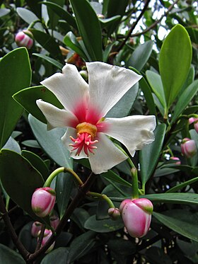 Flor de Clusia orthoneura