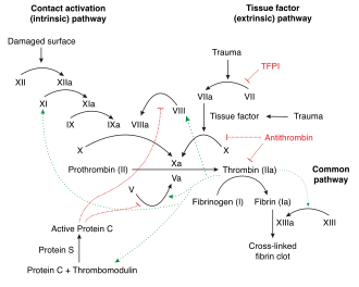 The coagulation system, often described as a "cascade", consists of a group of proteins that interact in the formation of a fibrin-rich clot. Coagulation full.svg