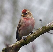 Cock Redpoll. Carduelis flammea - Flickr - gailhampshire (2) .jpg