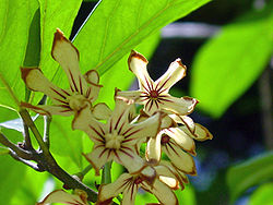 Koolapuun (Cola acuminata) kukkia.