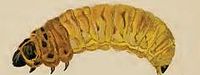 Larva Coleophora anatipennella larva.JPG
