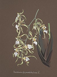 Oncidium phymatochilum Miltonia phymatochila