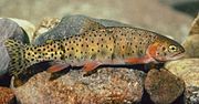 Thumbnail for Colorado River cutthroat trout