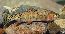 The Colorado River Cutthroat trout, a native of western Colorado, eastern Utah, northwestern New Mexico, and southwestern Wyoming Colo river cutthroat BLM.jpg