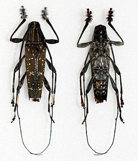 <i>Colobothea</i> Genus of beetles