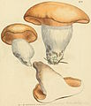 Plate 402. A fungus