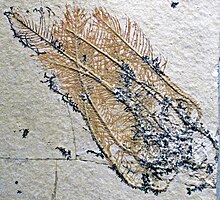 Comaturella pennata, a fossil crinoid from the Solnhofen limestone Comatula pinnata (fossil crinoid) Solnhofen Limestone.jpg