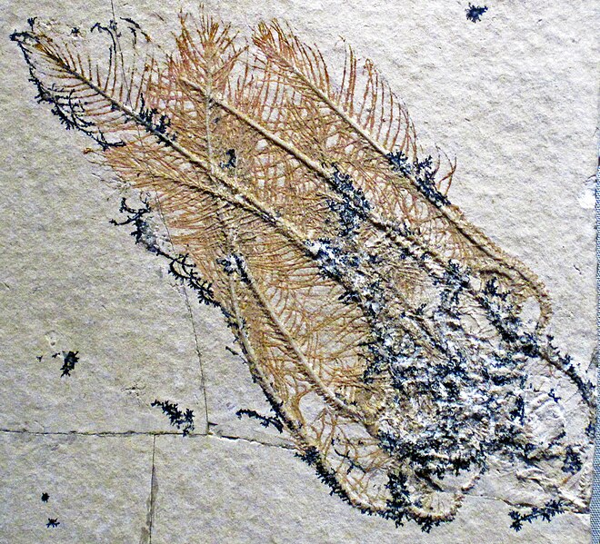 File:Comatula pinnata (fossil crinoid) Solnhofen Limestone.jpg