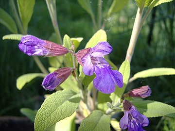 Salvia officinalis