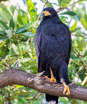 Adult shrimp buzzard