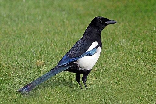 Common magpie (Pica pica)