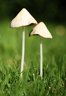 Conocybe apala