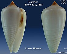 Conus parius 1.jpg