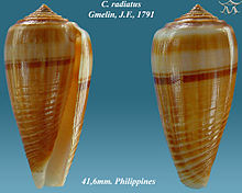 Conus radiatus 2.jpg