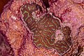 * Nomination Coral (Leptoria phrygia), Red Sea, Egypt --Poco a poco 06:19, 4 July 2023 (UTC) * Promotion Good quality. --Jacek Halicki 07:37, 4 July 2023 (UTC)