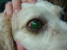 Large corneal ulcer in a dog Corneal ulcer.JPG