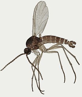 <i>Corynoptera</i> Genus of flies