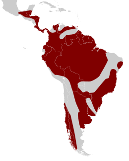 Cotingas (Cotingidae) area.svg