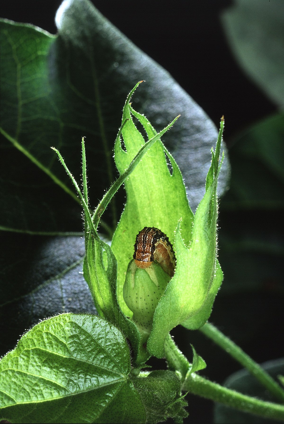 File:Cotton bullworm.jpg - Wikipedia