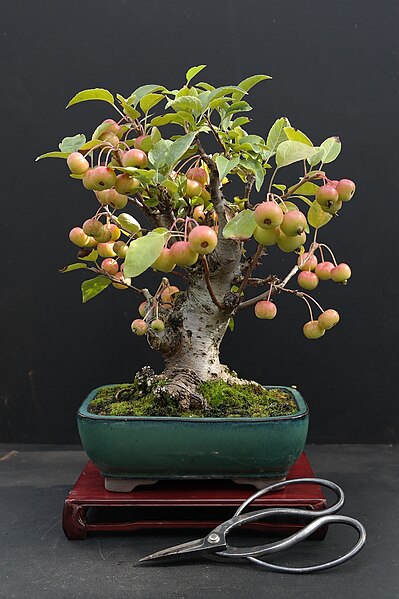 File:Crabapple bonsai - late summer photo.JPG