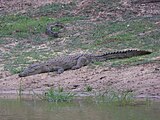 Crocodilien sri lankais.Category:CrocodiliaCategory:Unidentified organismsCategory:animals in Sri Lanka