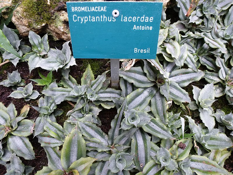 File:Cryptanthus lacerdae.JPG