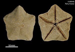 Cryptasterina pentagona (MNHN-IE-2014-485).jpg