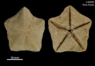 <i>Cryptasterina pentagona</i> Species of starfish