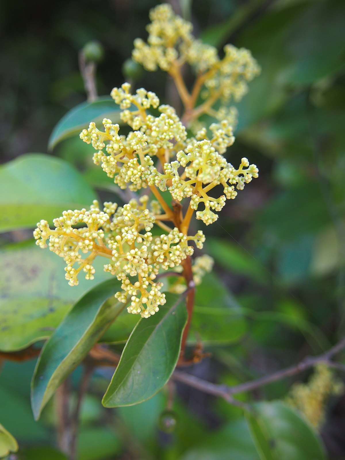 Cryptocarya impressa