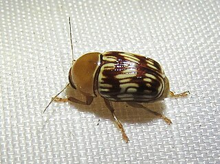 <i>Cryptocephalus fulguratus</i> Species of beetle