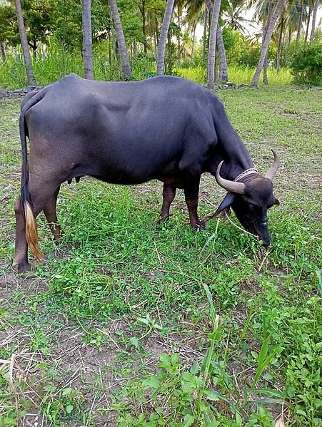 File:Curabo.jpg