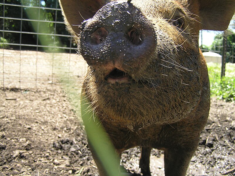 File:Curious pig.jpg