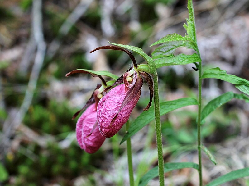 File:Cypripedium acaule 5496697.jpg