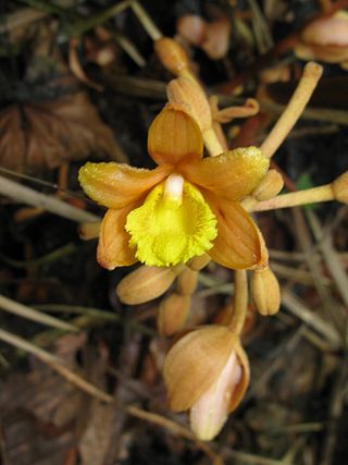 <i>Galeola</i> Genus of orchids