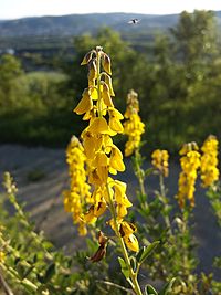 Cytisus nigricans sl7.jpg