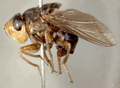 Female adult human botfly (D. hominis).