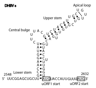 Avian HBV RNA encapsidation signal epsilon