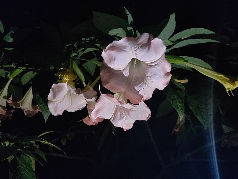 File:Datura metel (Bengali name- ধুতুরা ফুল); Datura flower.jpg